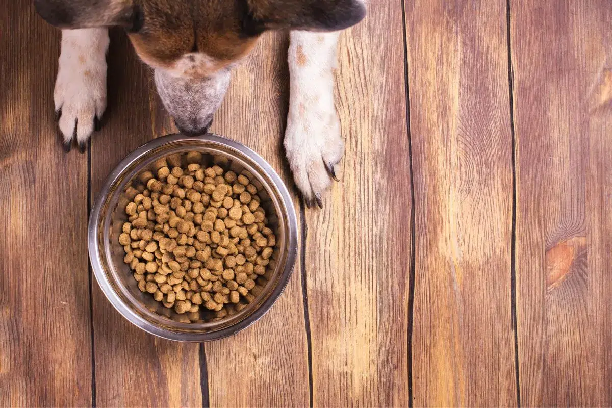 Avis vétérinaire croquettes sans céréales