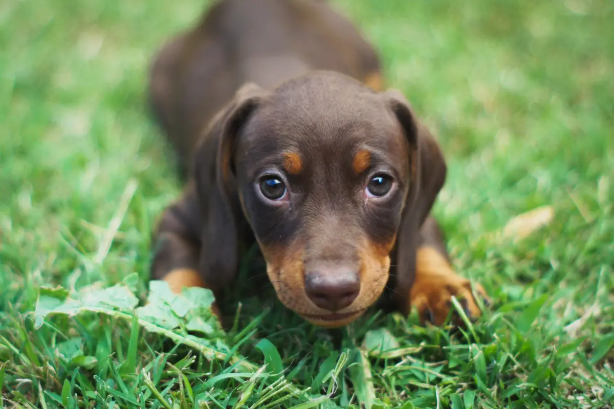 Le Teckel Arlequin : Un Compagnon Canin Hors du Commun