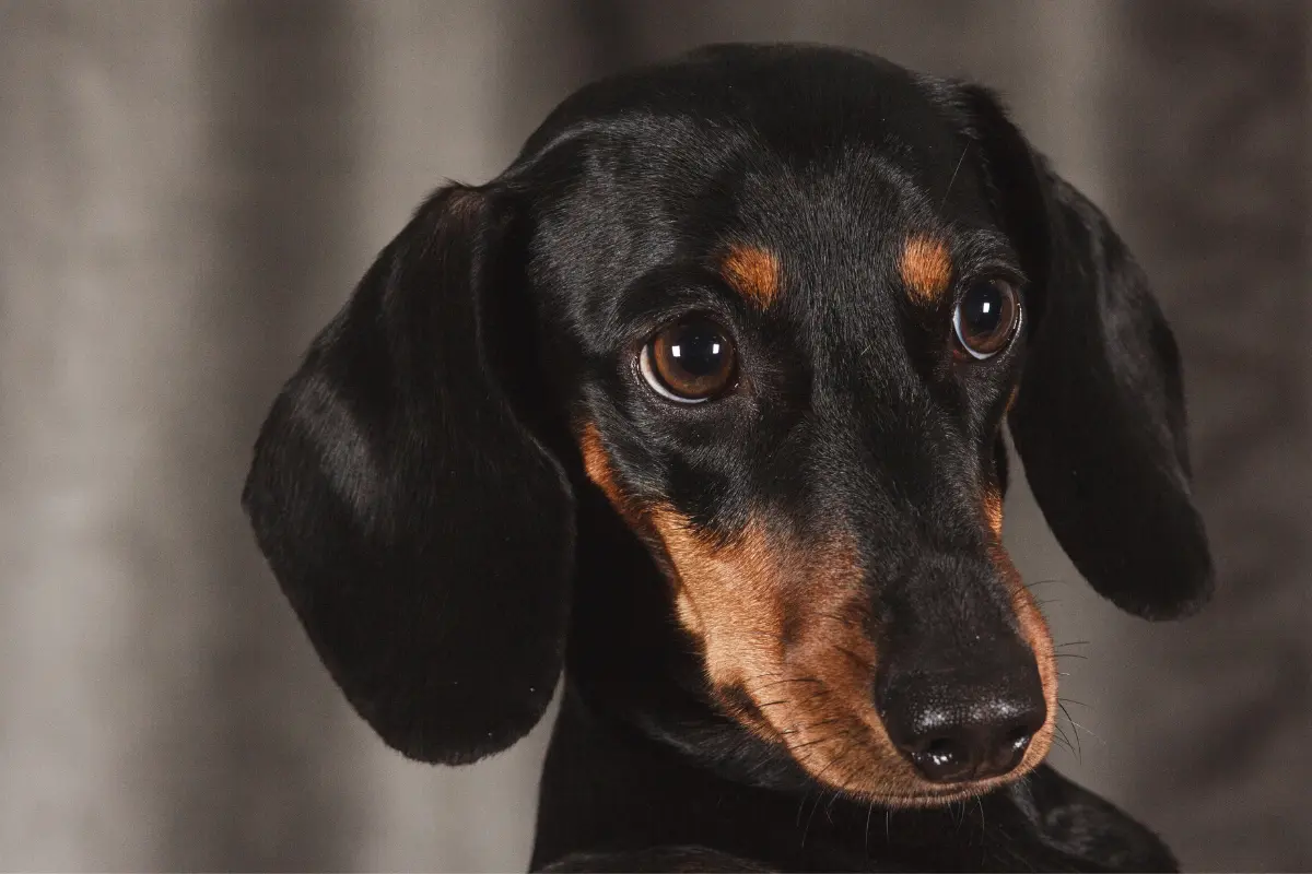 Le Teckel Arlequin : Un Compagnon Canin Hors du Commun