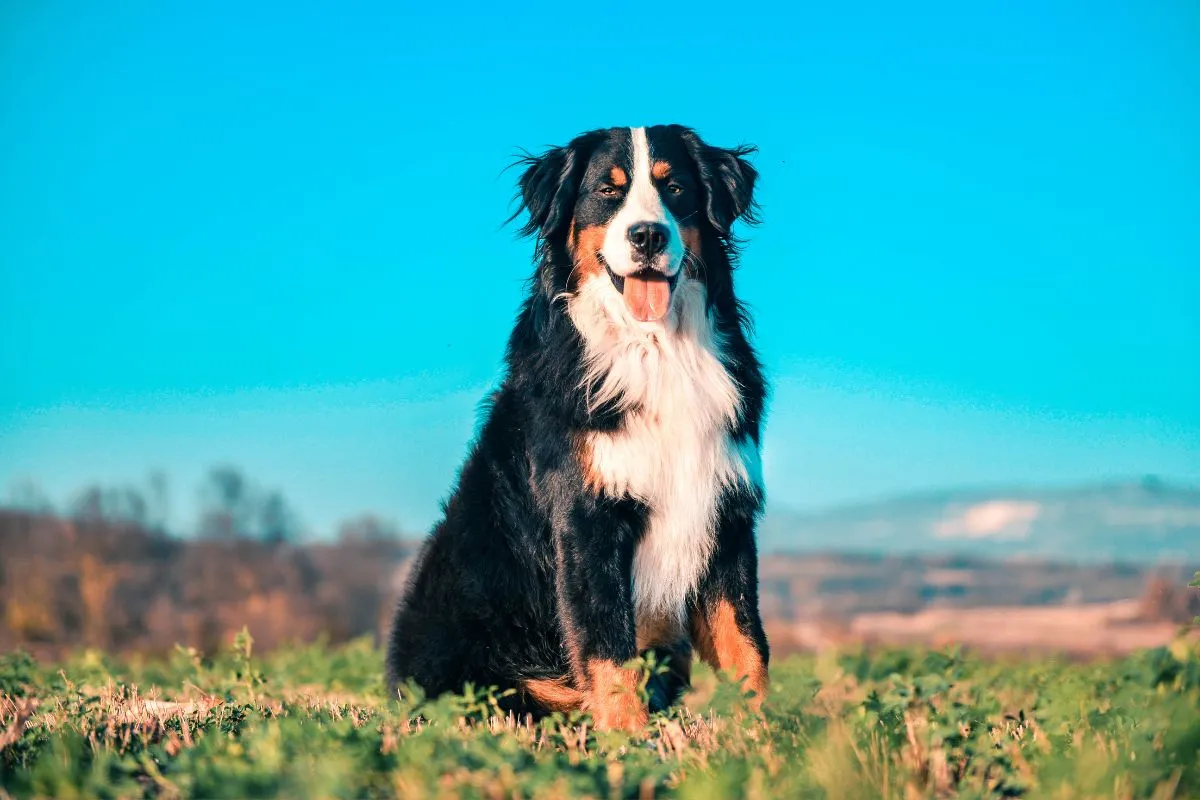 les races de chiens les plus gentilles