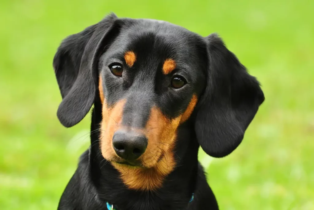 Le Teckel Arlequin : Un Compagnon Canin Hors du Commun