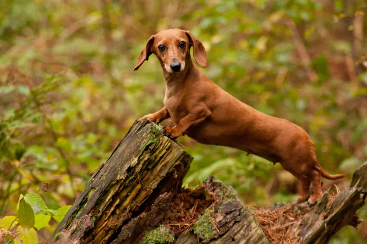 Le Teckel Arlequin : Un Compagnon Canin Hors du Commun