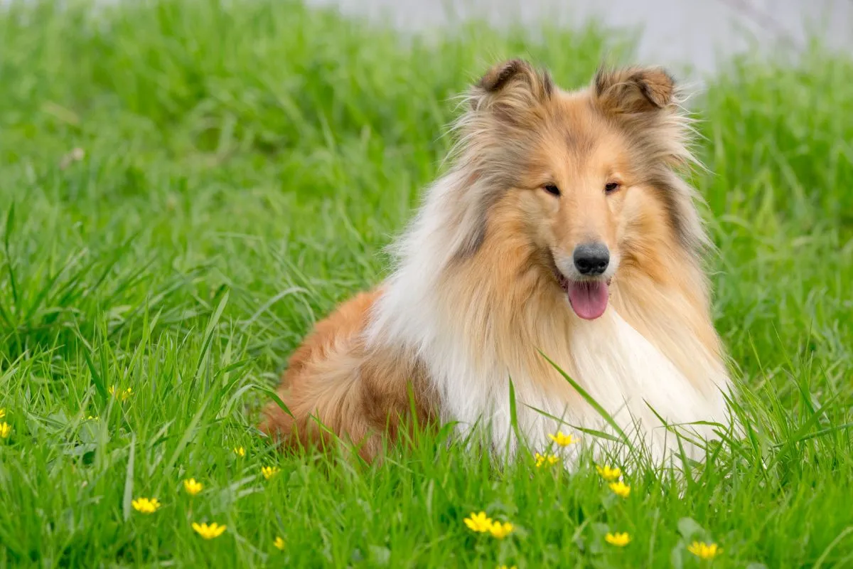 les races de chiens les plus gentilles