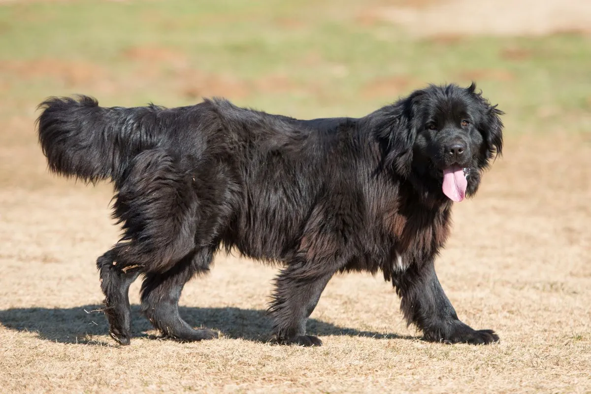 les races de chiens les plus gentilles