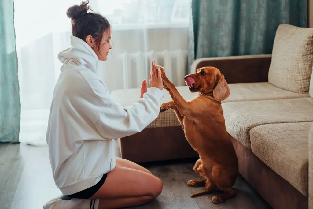 Occuper son chien à l'intérieur