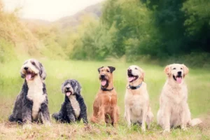 les races de chiens les plus gentilles