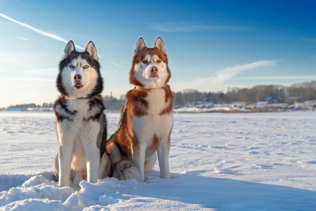 chaussons pour chien