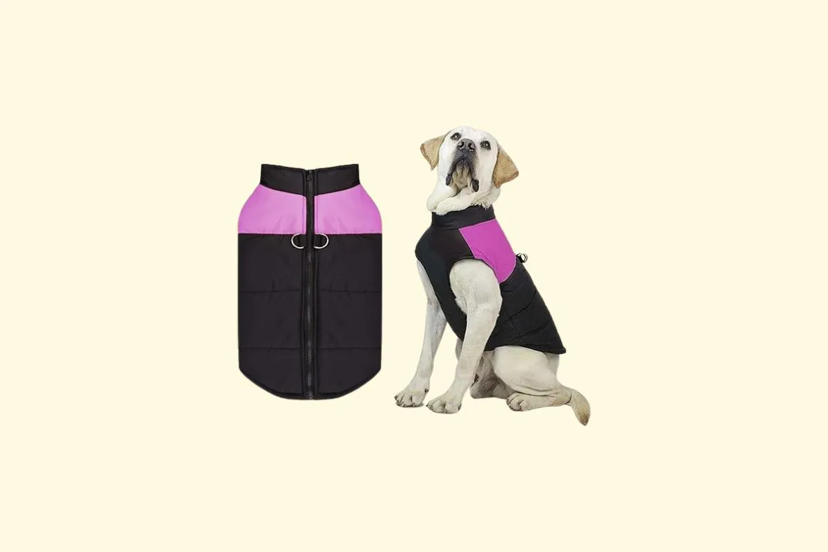 Shinmax Manteau pour Chien