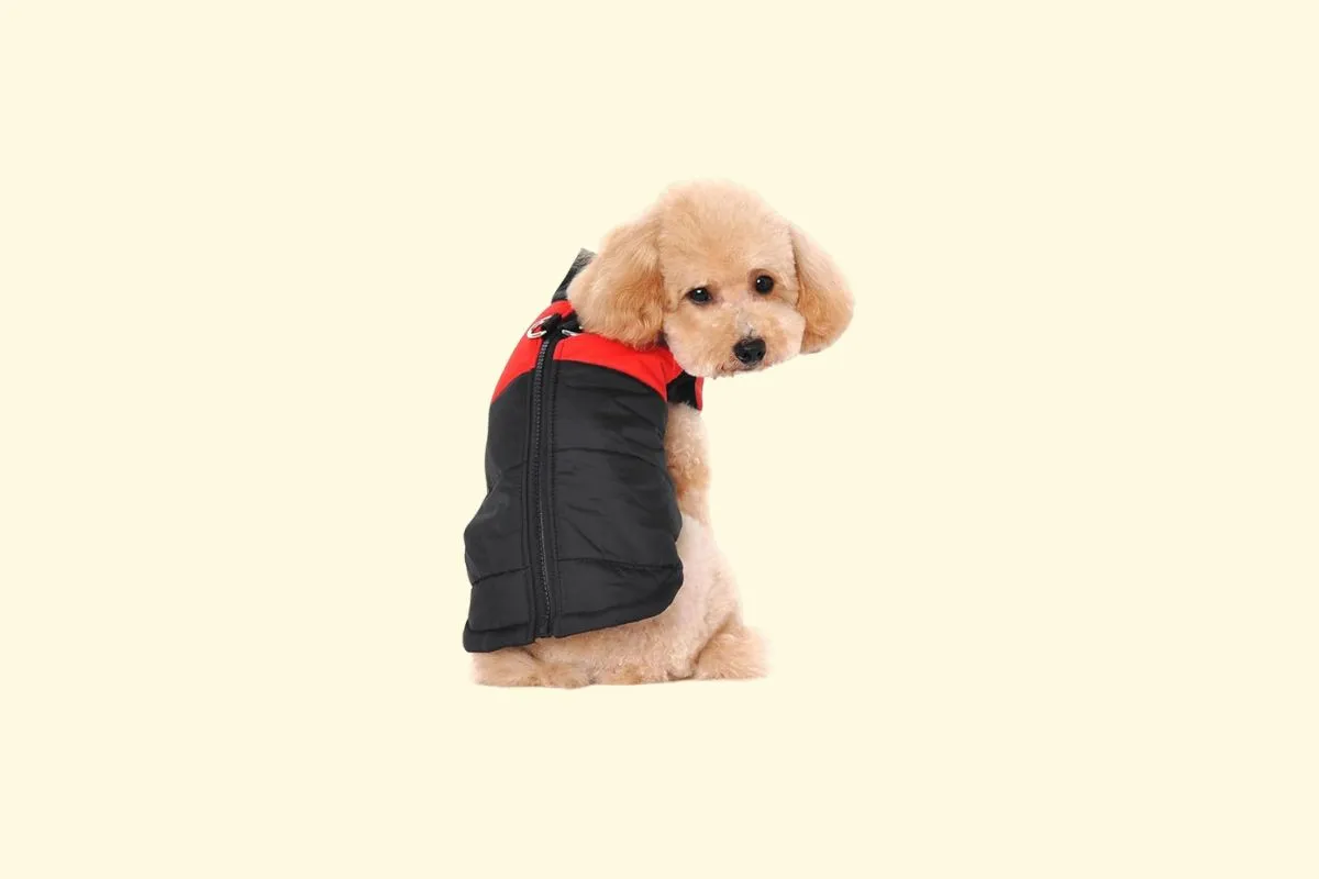 Manteau pour chien