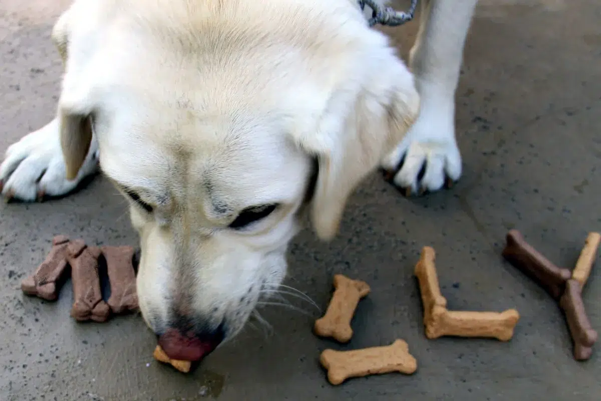 Meilleurs prénom pour chien