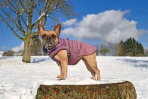 Meilleurs manteaux hiver pour chiens