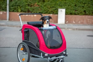 Les meilleures remorques, paniers et charrettes pour des balades à vélo avec son chien !