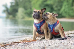 Collier ou harnais pour chien