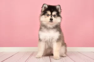 Pomsky