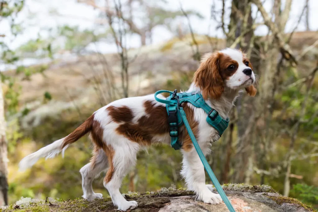 Cavalier King Charles Spaniel