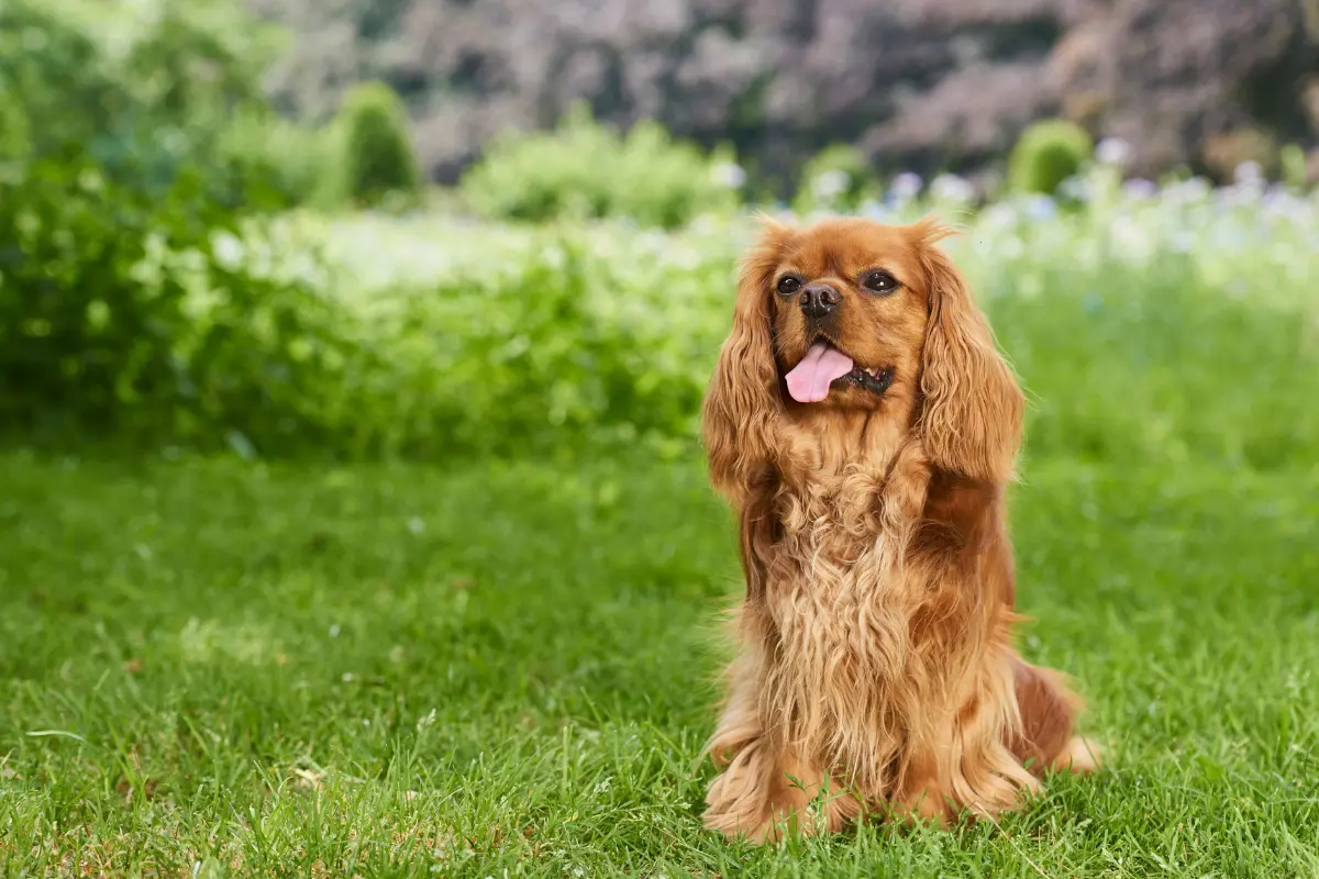 Cavalier King Charles Spaniel