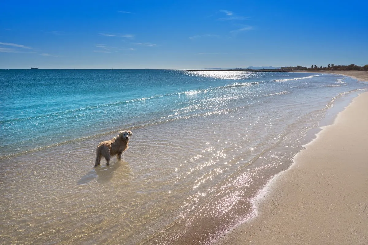 Les plages d'Aigues-Mortes autorisées aux chiens