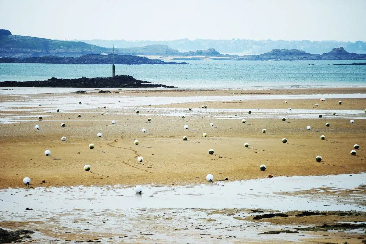 Les plages d'Aigues-Mortes autorisées aux chiens