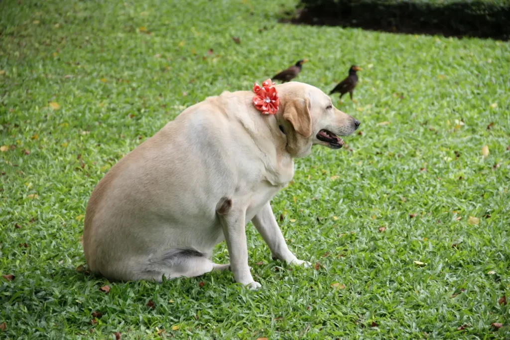 Faire maigrir son chien