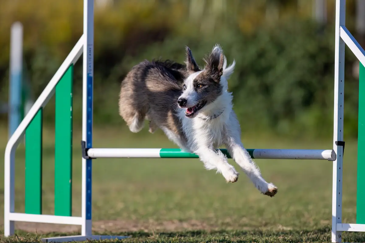 Faire maigrir son chien