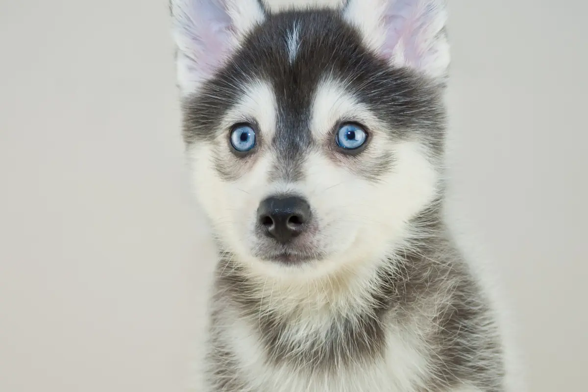 Pomsky