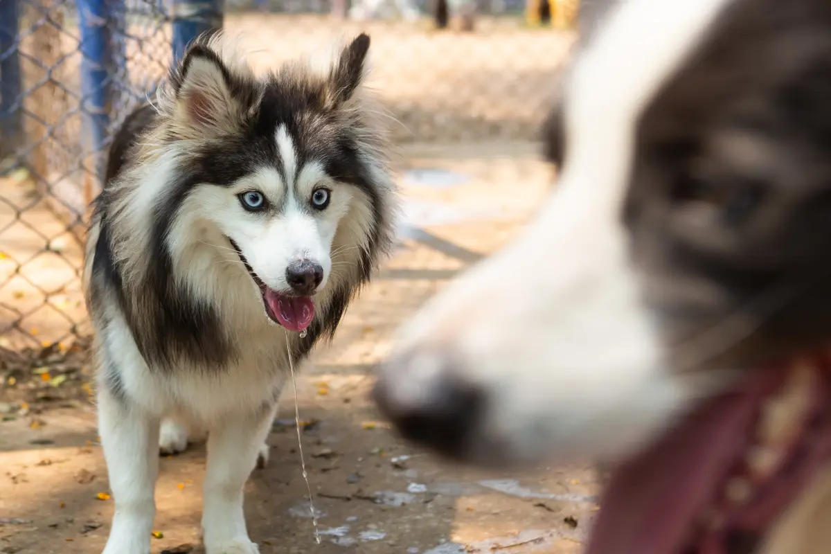 Pomsky