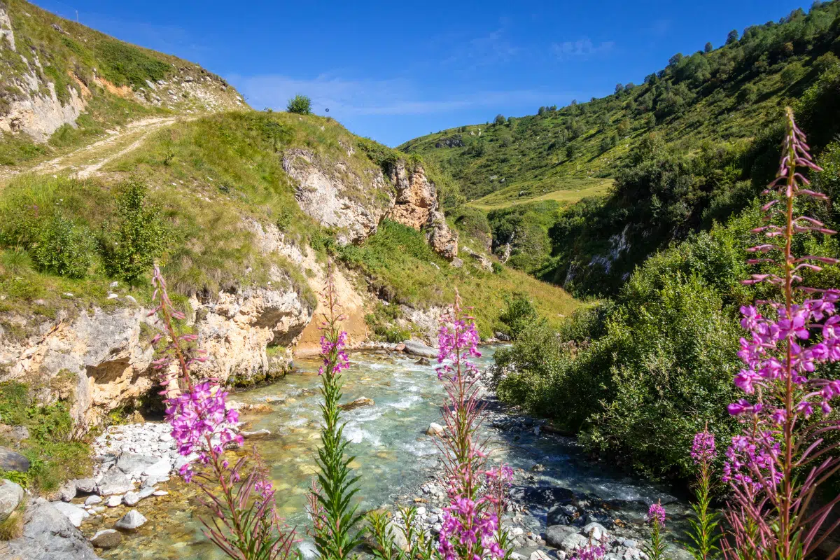 meilleures randonnées Alpes chien 