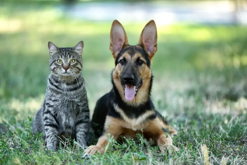 10 Races de chiens incompatibles avec les chats