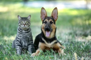 10 Races de chiens incompatibles avec les chats