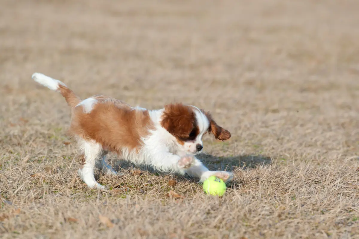 Cavalier King Charles Spaniel