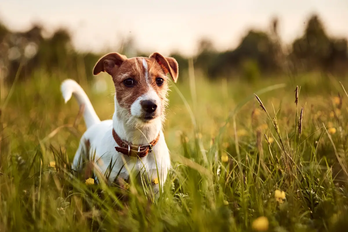 10 Races de chiens incompatibles avec les chats