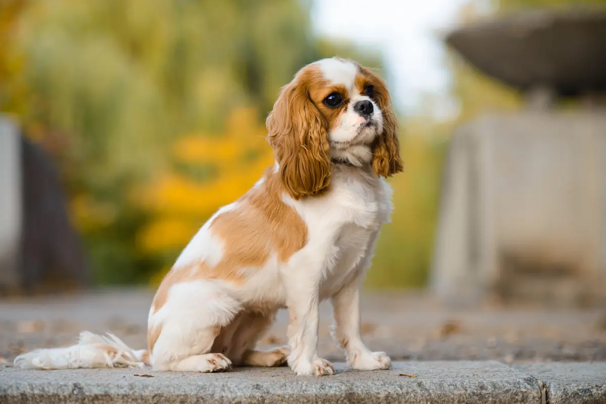 Cavalier King Charles Spaniel