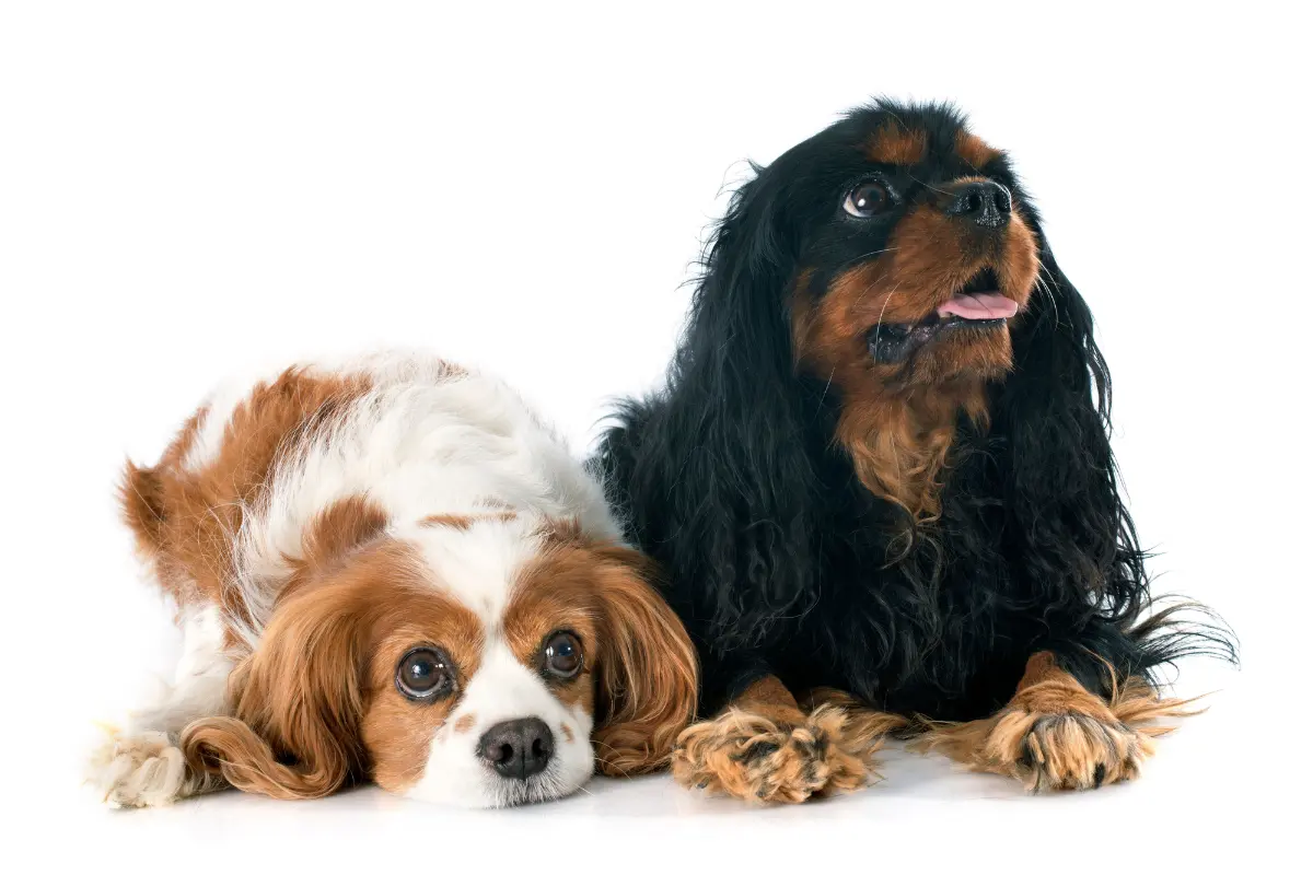 Cavalier King Charles Spaniel