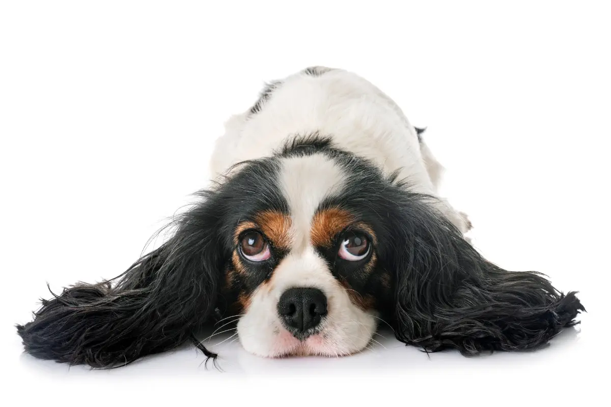 Cavalier King Charles Spaniel