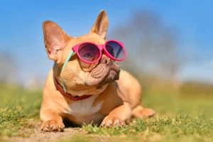 Lunettes pour chiens