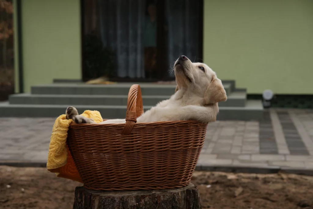 Panier pour chien