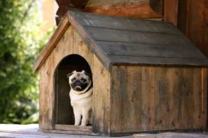 Niche d'extérieure hiver pour chien