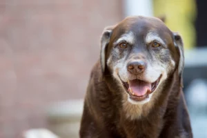 Meilleures croquettes pour chiens séniors