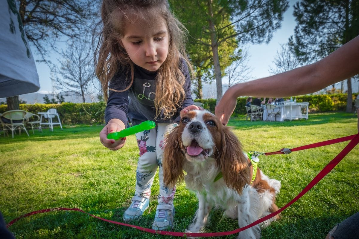 Cavalier King Charles Spaniel