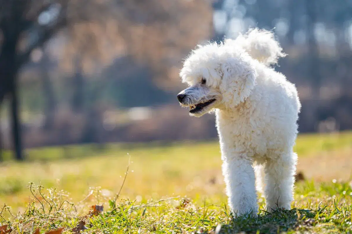 top 10 des races de chiens moyennes calme et affectueux