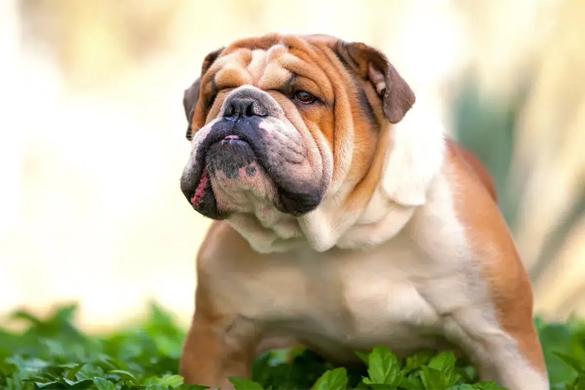 top 10 des races de chiens moyennes calme et affectueux