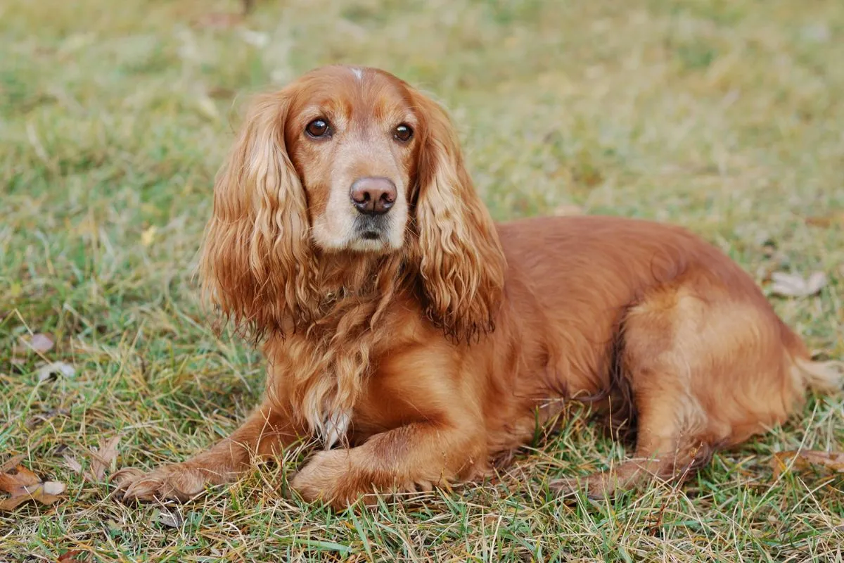 top 10 des races de chiens moyennes calme et affectueux