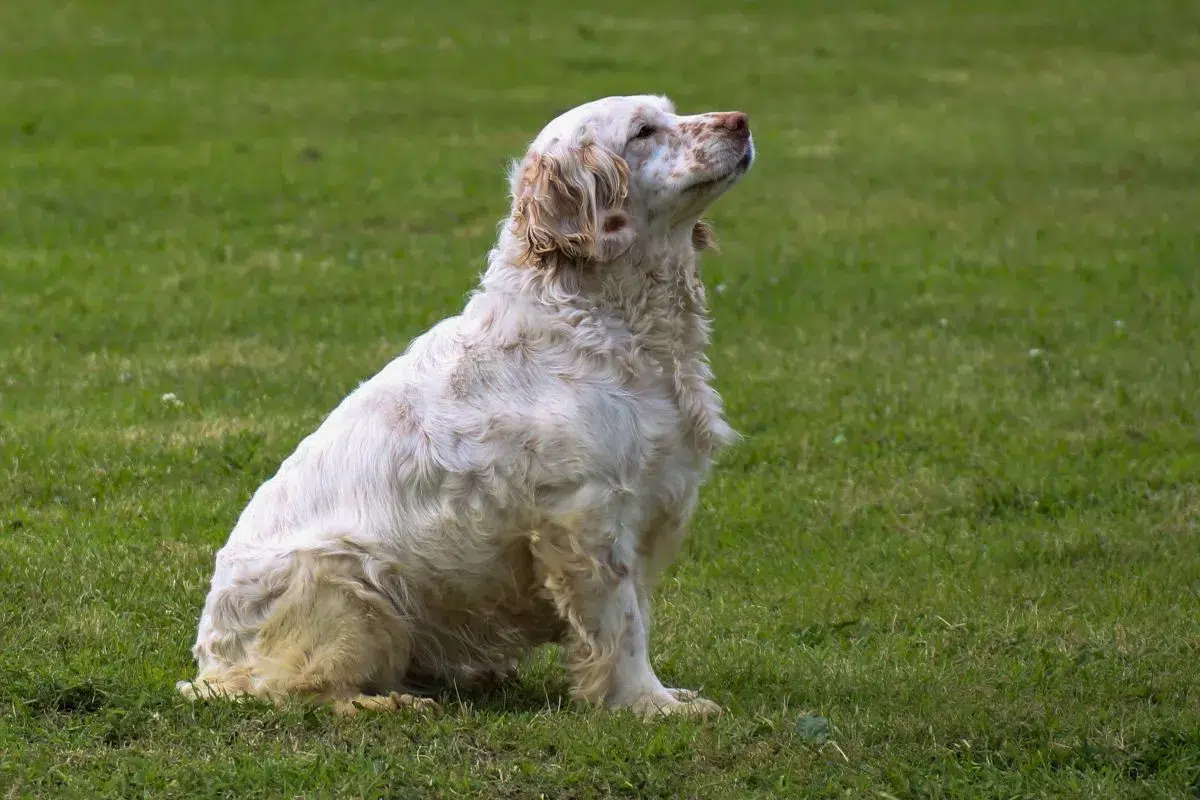 top 10 des races de chiens moyennes calme et affectueux