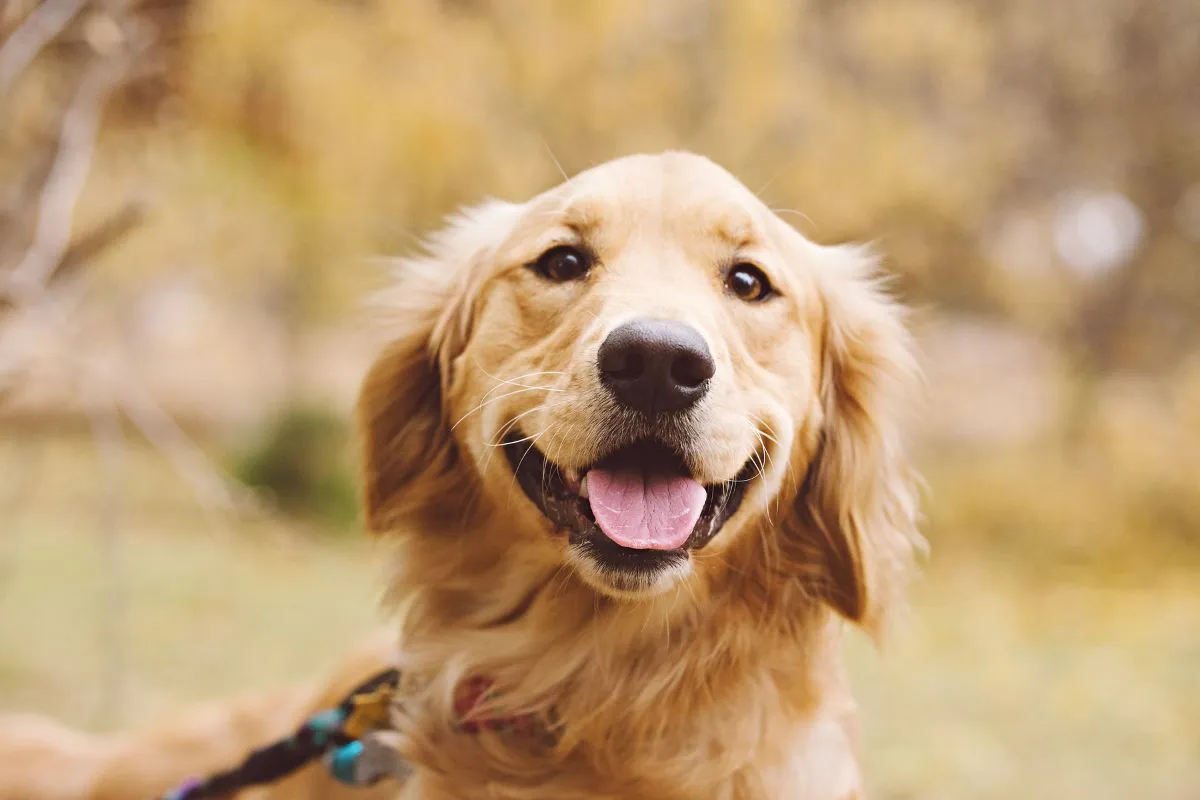 chien à la mode 2025