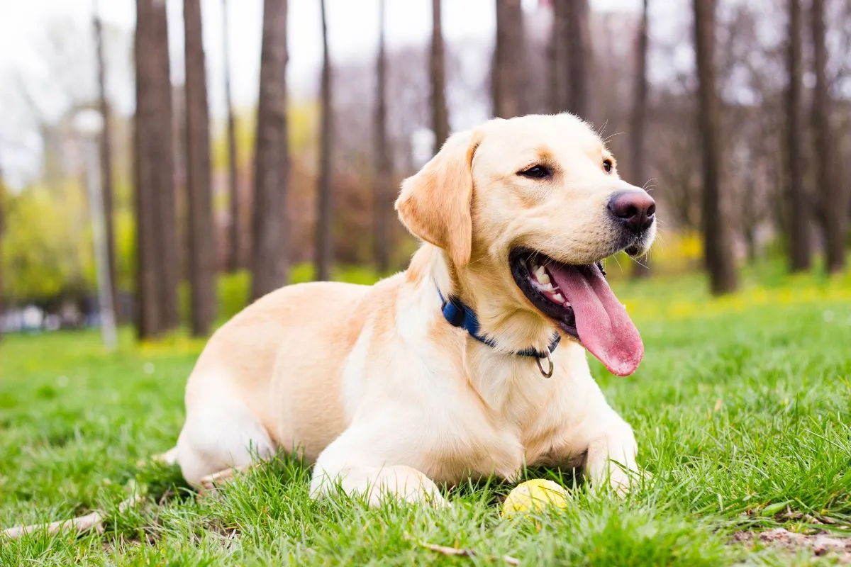 chien à la mode 2025