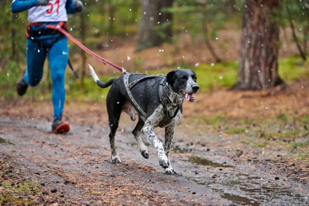 Meilleurs harnais pour cani-cross