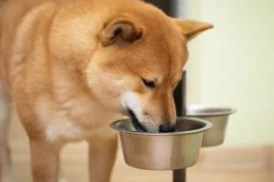 gamelles en hauteur et surélevées pour chiens