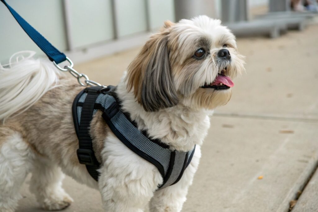 shih tzu chien et harnais