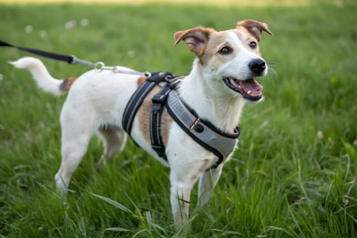 Meilleurs harnais en Y pour chien