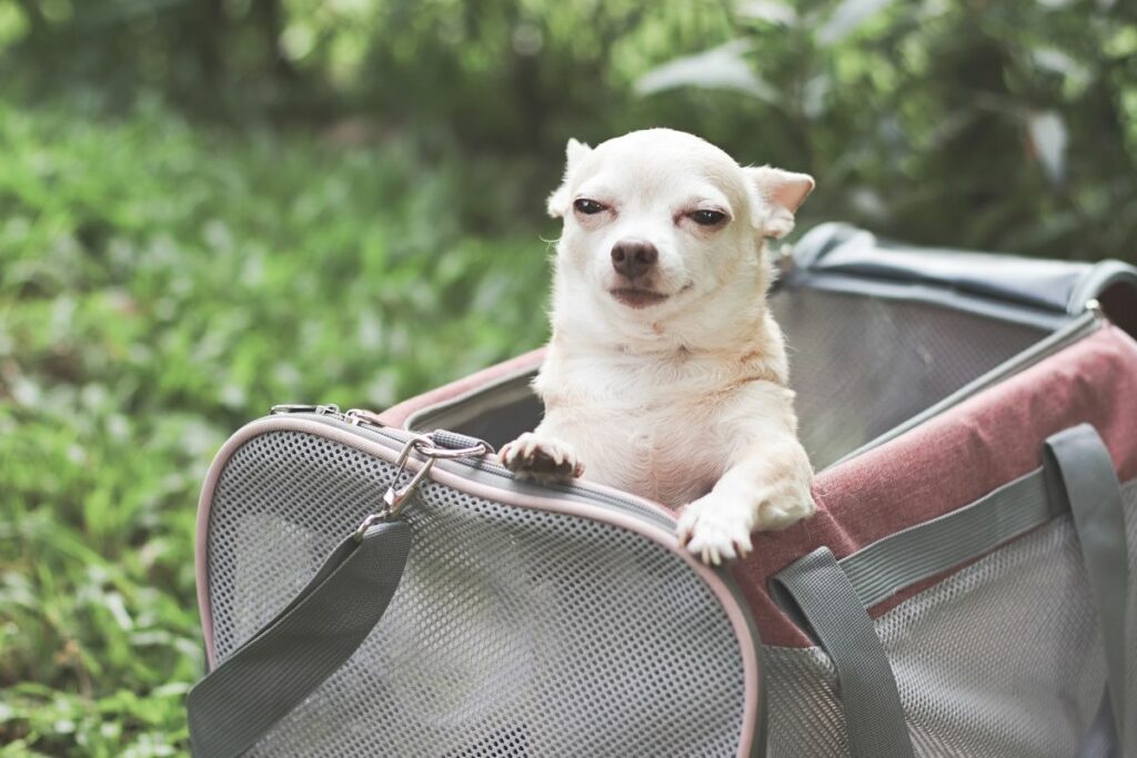 sac de transport chien